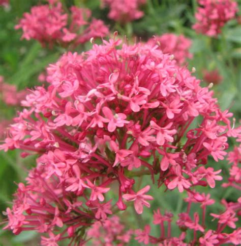 Ostrogowiec Czerwony Centranthus Ruber Id 20449