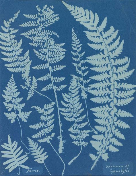 Anna Atkins Cyanotype Prints Algae Illustrations Botany Britannica