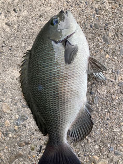 グレ 大阪府 岬町 フカセ釣り グレメジナ 陸っぱり 釣り・魚釣り 釣果情報サイト カンパリ