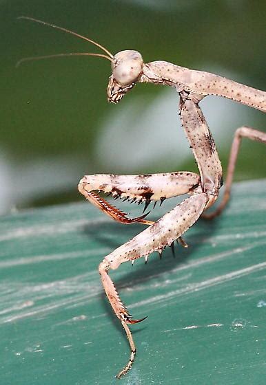 Mantis Nymph Stagmomantis Carolina Bugguidenet