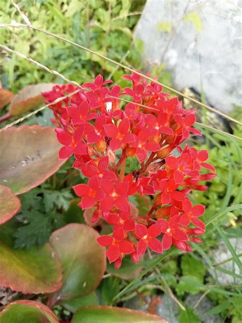 Beautiful Flowering Cocor Duck Ornamental Plant Is Blooming In The