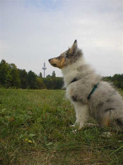 Hundeauslaufgebiet Sheltie Blue Merle Basilica Seite 2