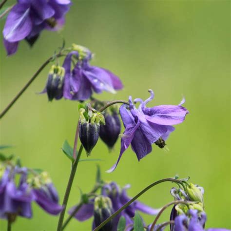 Aquilegia Vulgaris Wilde Akelei Wildblumenliebe