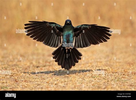 Burchells Starling Lamprotornis Australis Landing With Outstretched