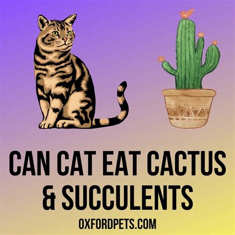 My Cat Is Eating Cactus And Succulents 5 Reasons 4 Tips Oxford Pets