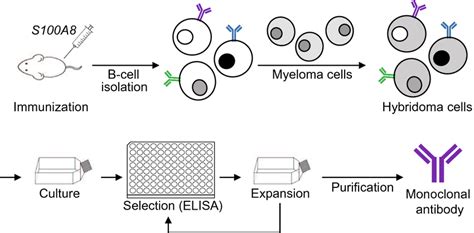 Schematic Representation Of Monoclonal Antibody Production Using