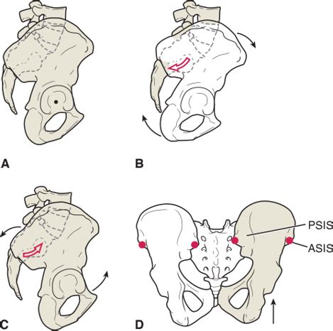 Pelvis Sacroiliac Joint Flashcards Quizlet