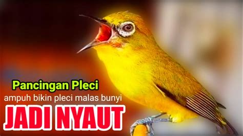 Pancingan Pleci Ngalas Buka Paruh Paling Ampuh Mengundang Gacor Youtube