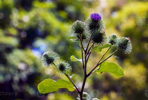 Greater Burdock Purple Prickly Flowers Arctium Lappa L Plant 27769677