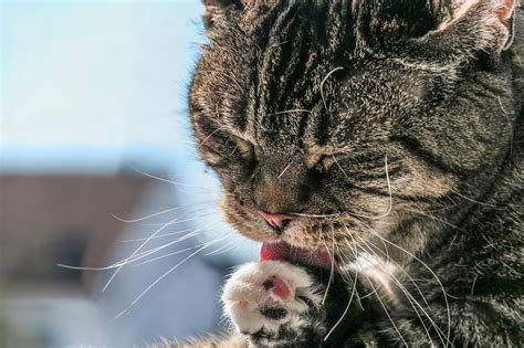 Cat Clean Hygiene - Free photo on Pixabay - Pixabay