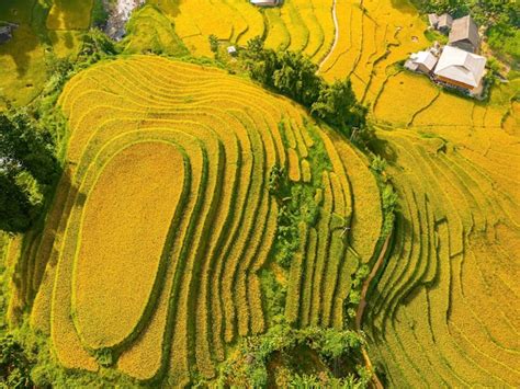 Premium Photo Aerial Image Of Rice Terraces In Muong Hoa Valley Lao