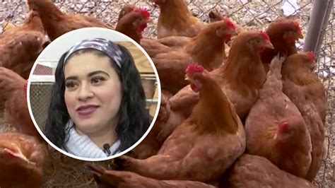 Familias Del área De Houston Compran Gallinas Ante El Aumento En El Precio Del Huevo Univision