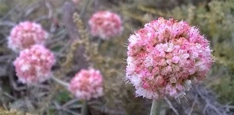 Eriogonum Flowers Montara Mountain CA