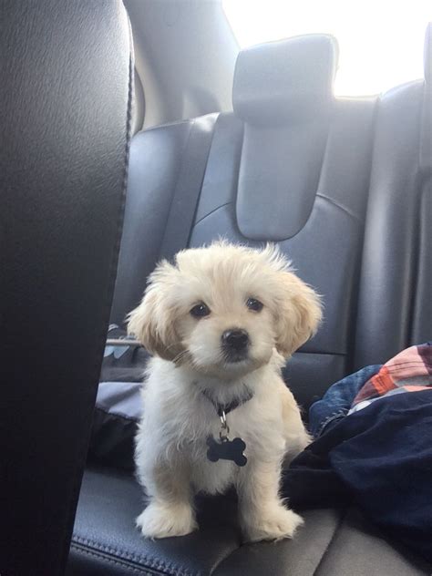 Shih Tzu Pomeranian Chihuahua Yorkie