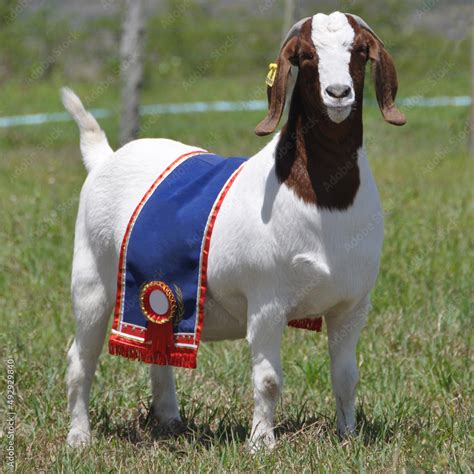 Boer Female Goat Very Awarded In Brazil The Boer Is A Breed Developed