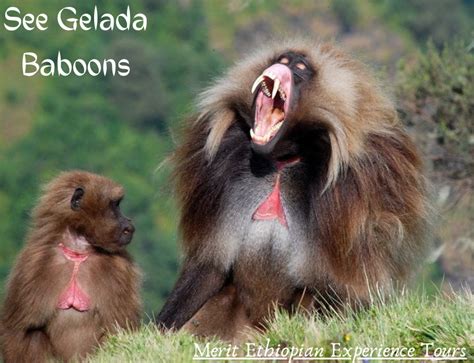 Discover The Gelada Baboons In A Day Tour From Addis Ababa Merit