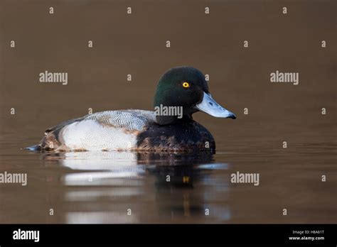 Greater Scaup (Aythya marila) drake molting into breeding plumage ...