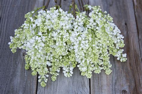 Lilac Season Bon Bloemen