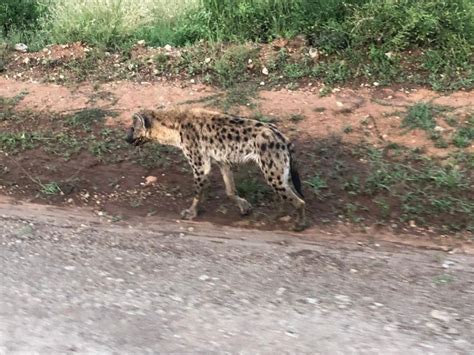 Safari De D As Por Amboseli Y Tsavo Oeste Y Este Getyourguide