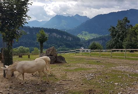 Trfihi Parks Parks Wildpark Feldkirch