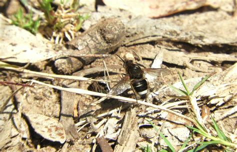 Bee Flies From Departamento De Cerro Largo Uruguay On October 12 2023