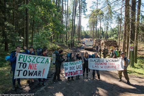 Wycinka Puszczy Białowieskiej Rok więzienia za napaść na operatora