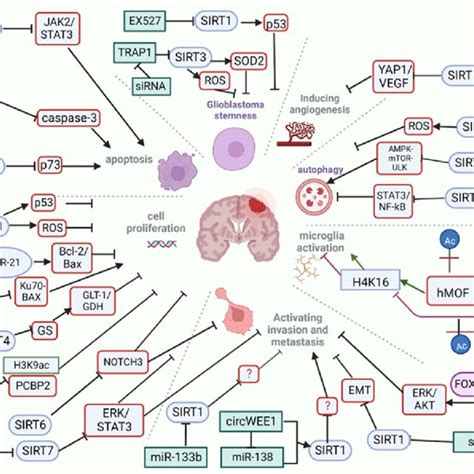 Overview Of Sirtuins Associated Signaling Pathways Implicated In