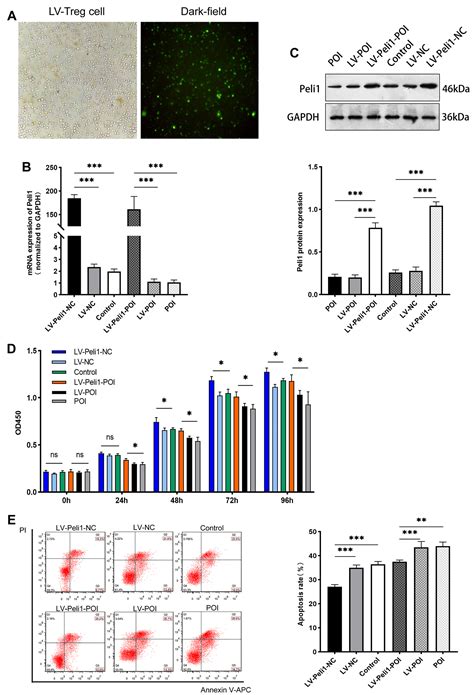 Regulatory T Cells Overexpressing Peli Show Better Efficacy In