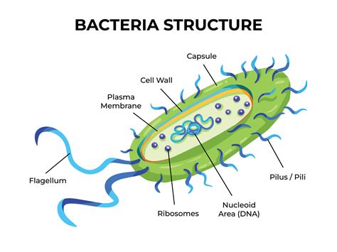 Bakterien Struktur Vektor Illustration Mit Bakterien Teile Text