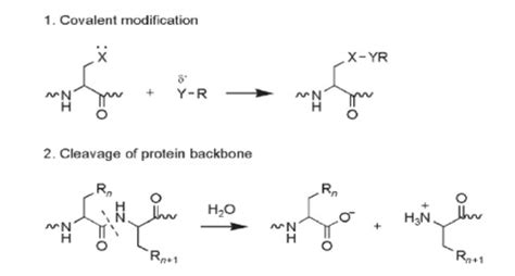 Molecular Bio Lect Ptms Of Proteins And Diseases Flashcards Quizlet