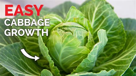 How To Grow Cabbage In Containers Step By Step Guide From Seed To