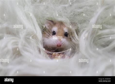 Desert Hamster Hi Res Stock Photography And Images Alamy