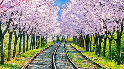 South Korea Cherry Blossom Guide 2024 — The Only Guide You’ll Need