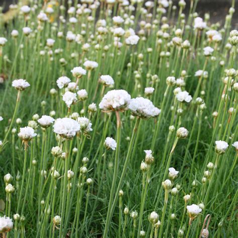 Armeria Pseudoarmeria Ballerina Red Great Thrift Ballerina Red In