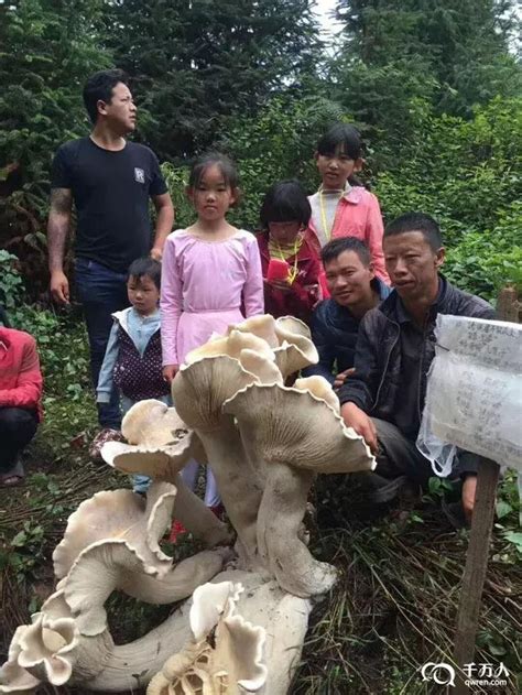 雲南騰衝突現小孩這麼高的「菌王」，引民眾蜂擁圍觀！ 每日頭條