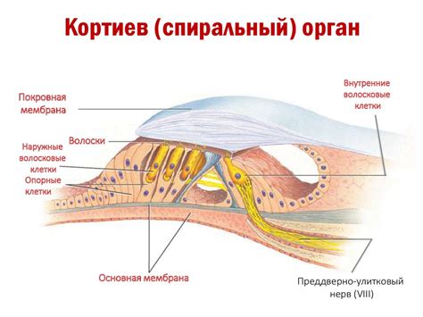 Слуховой анализатор - презентация онлайн