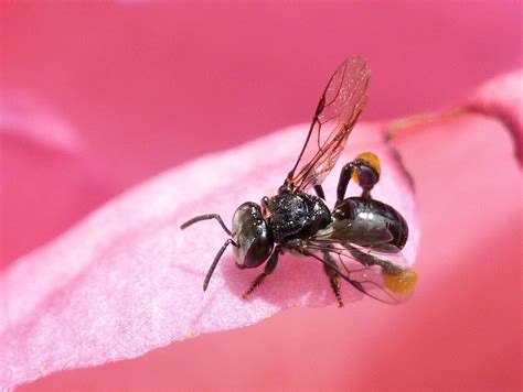 Australian Native Bees | Gardening With Angus