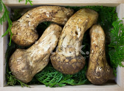 Raw Korean Mushrooms For Sale Stock Photo Royalty Free Freeimages