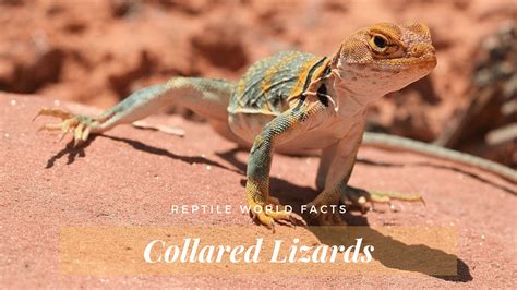 Reptile World Facts - Top 11 Common Collared Lizard Facts