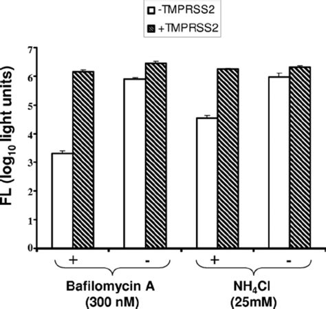 Effect Of Tmprss2 On Hiv Sars S Entry Into Drug Treated Cells 293t Download Scientific