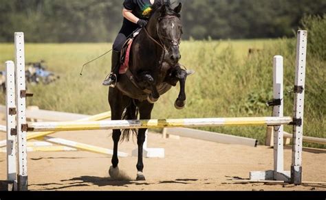 Morgan Horse Jumping Perfect Scope Morgan Horse Horses Horse Jumping