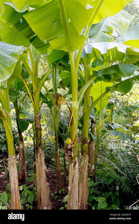 Japanese Banana Plants Musa Basjoo This Species Of Banana Is