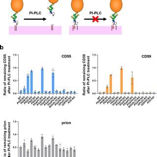 The Pi Plc Catalytic Reaction Releases Gpi Aps On The Cell Surface A