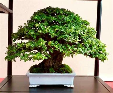 Пин от пользователя Bagus Wijaya на доске Bonsai Insp2020