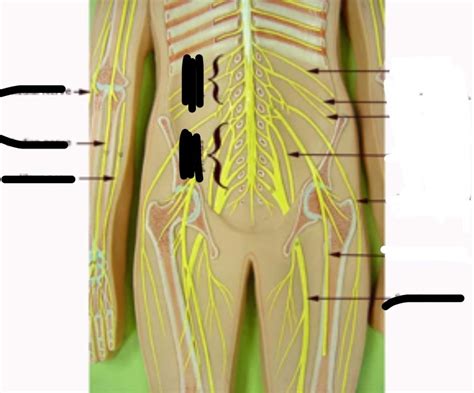 Nerve Plexuses Pt 2 Diagram Quizlet