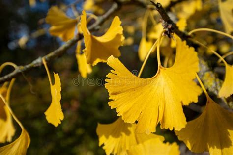 Yellow Gingko Leaves Stock Photo Image Of Branch Autumn