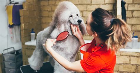 poodle grooming        poodlehq
