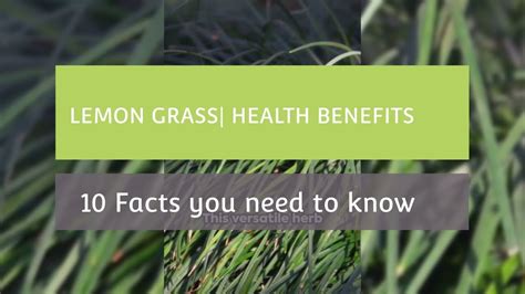 Lemongrass Health Benefits 10 Facts You Need To Know Facts