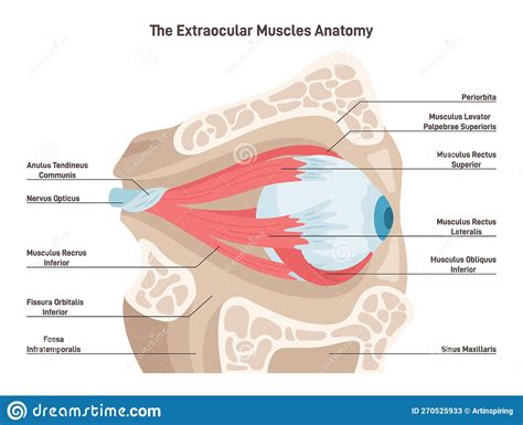 Human Eye Extraocular Muscles Eyes Muscles Governing The Movements