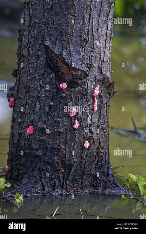 Channeled Applesnail (Pomacea canaliculata) introduced invasive species, eggs on trunk of ...